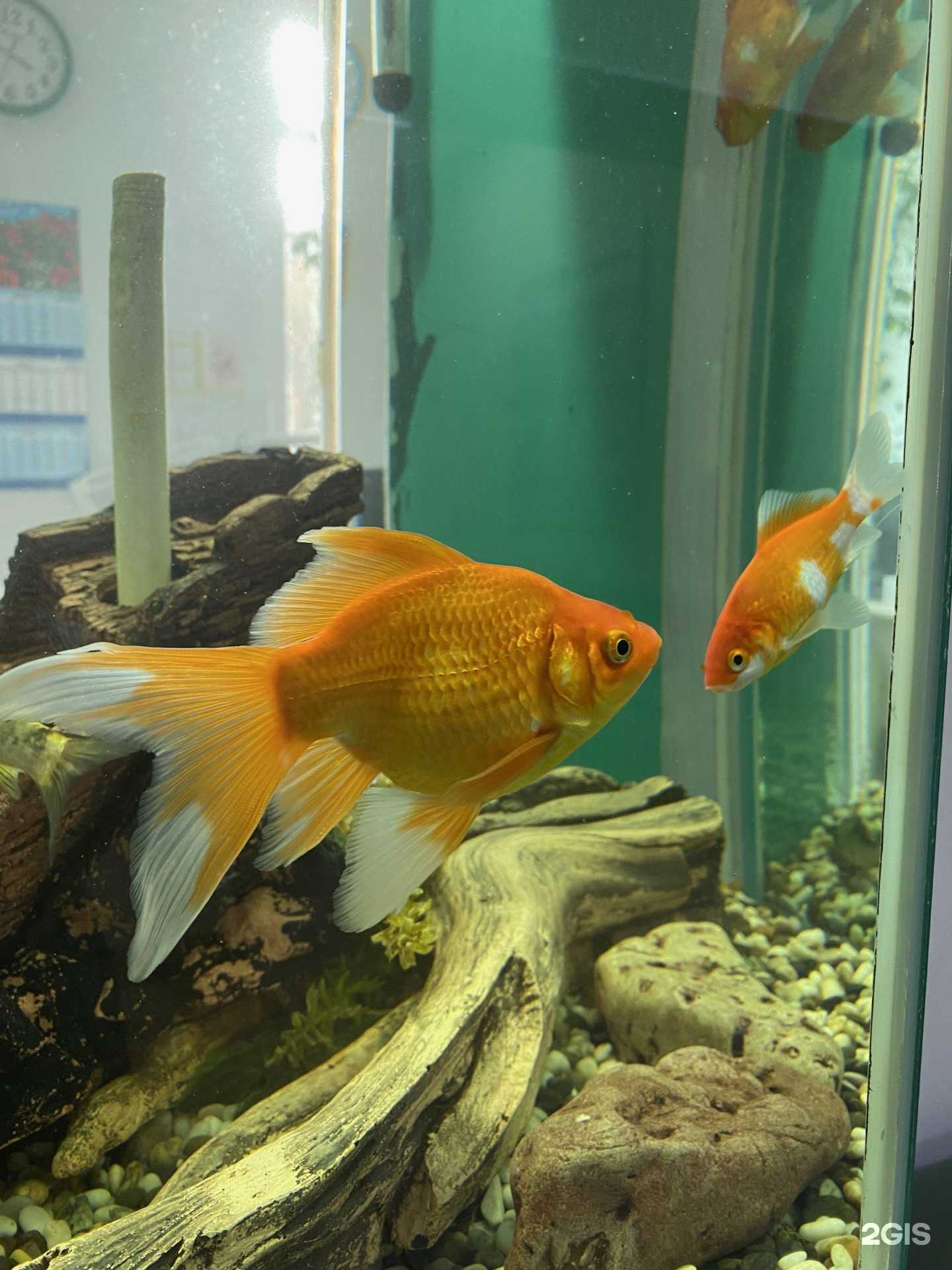 Отзывы на компанию Секреты долголетия в Великом Новгороде c фото