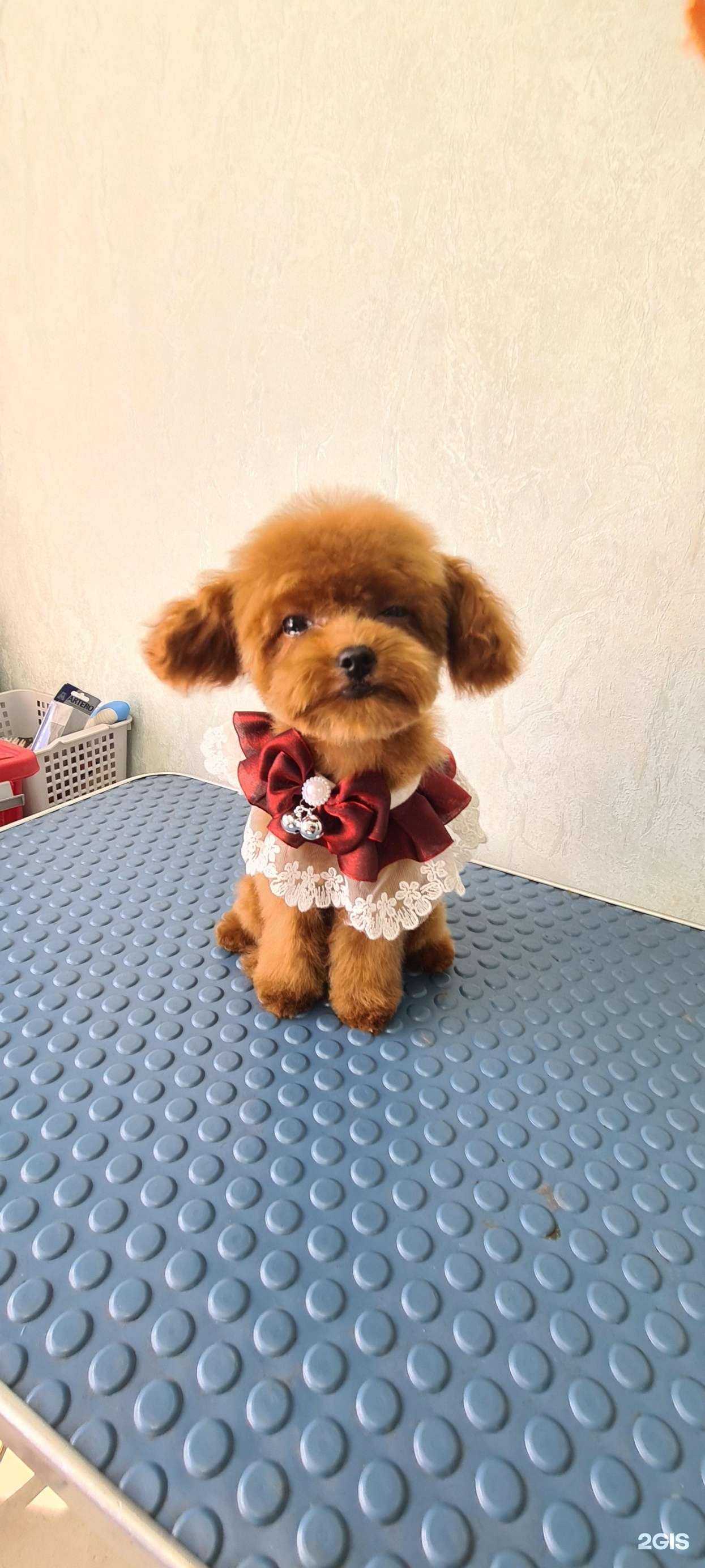 Отзывы на компанию Золотой Пёс в Нефтеюганске c фото