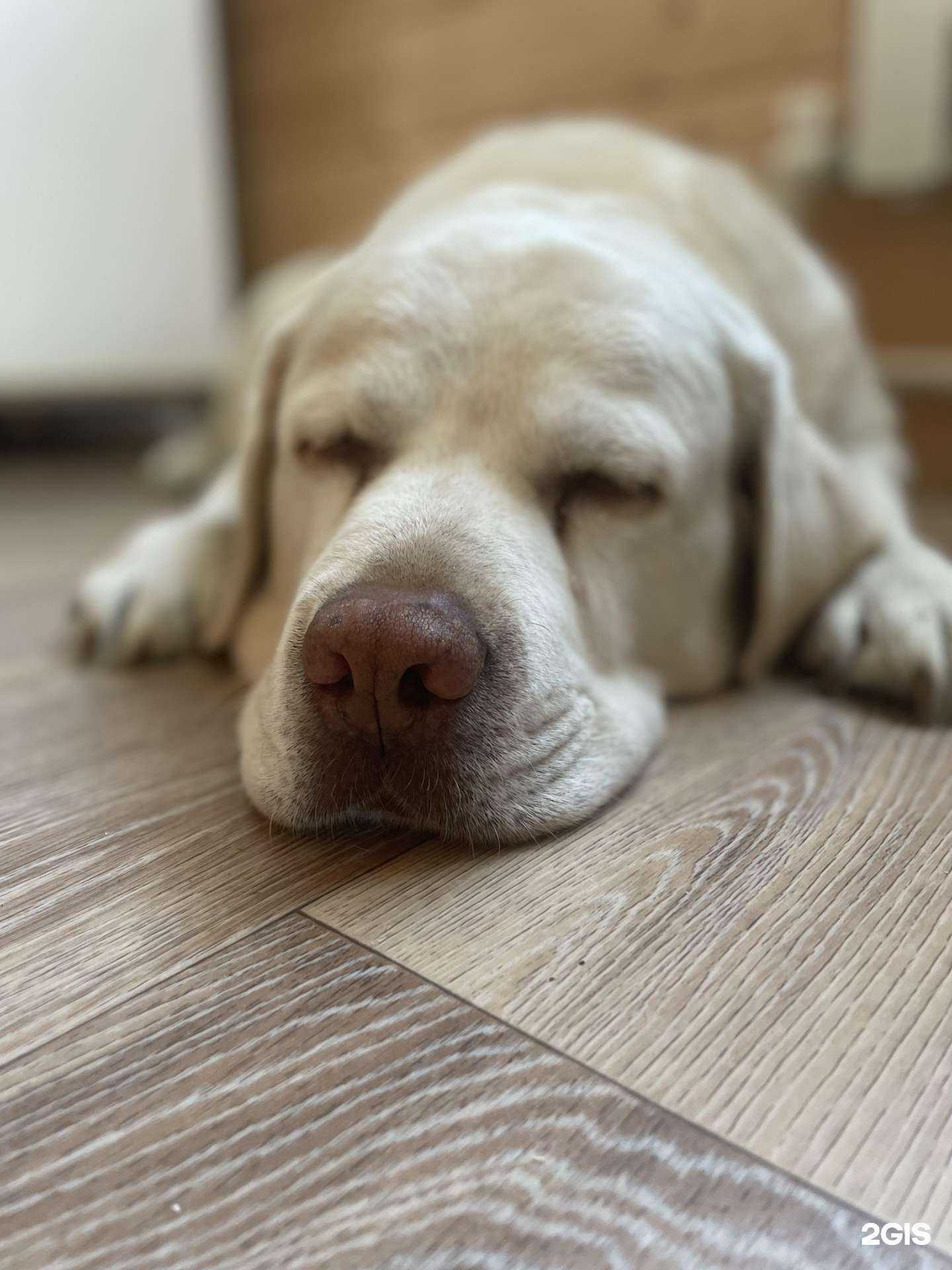 Отзывы на компанию ВетСервис в Ульяновске c фото