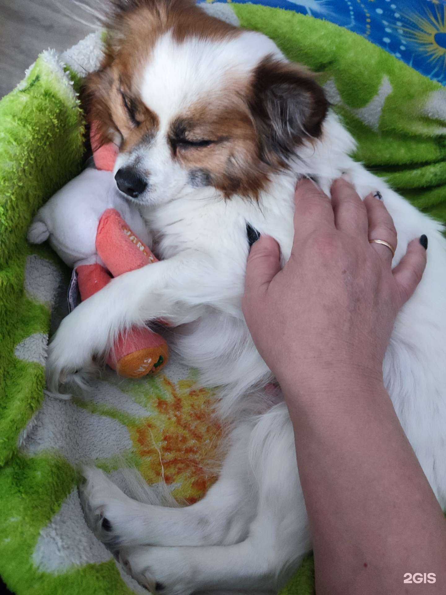 Отзывы на компанию Ветеринарная клиника в Сыктывкаре c фото