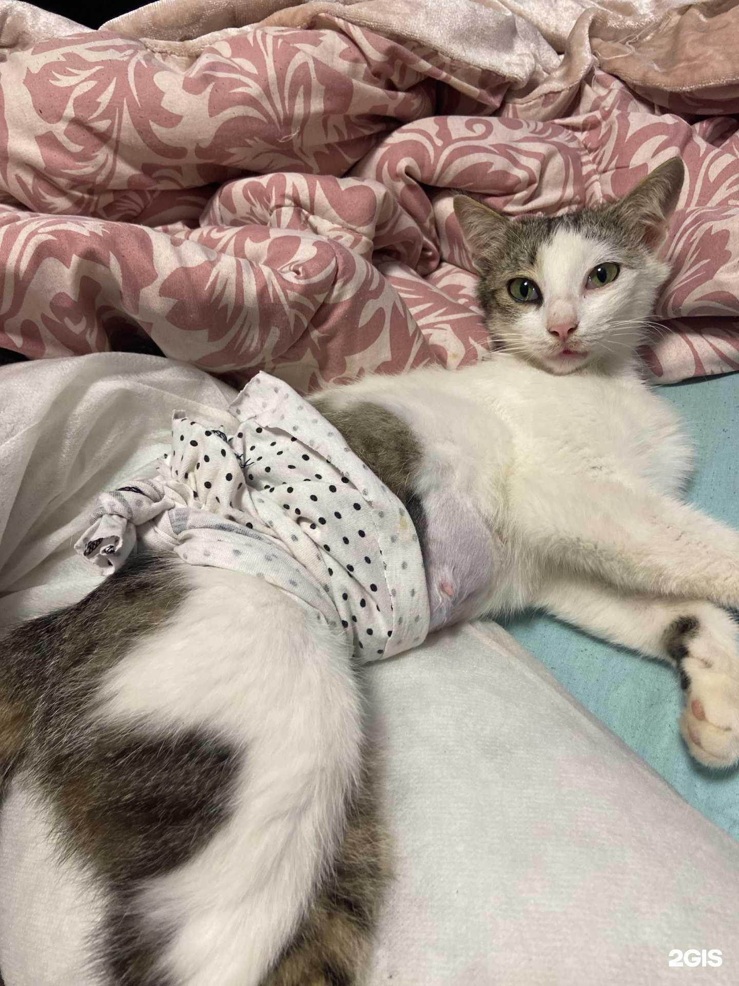 Отзывы на компанию Ветеринарная лечебница Трусовского района в г. Астрахань c фото