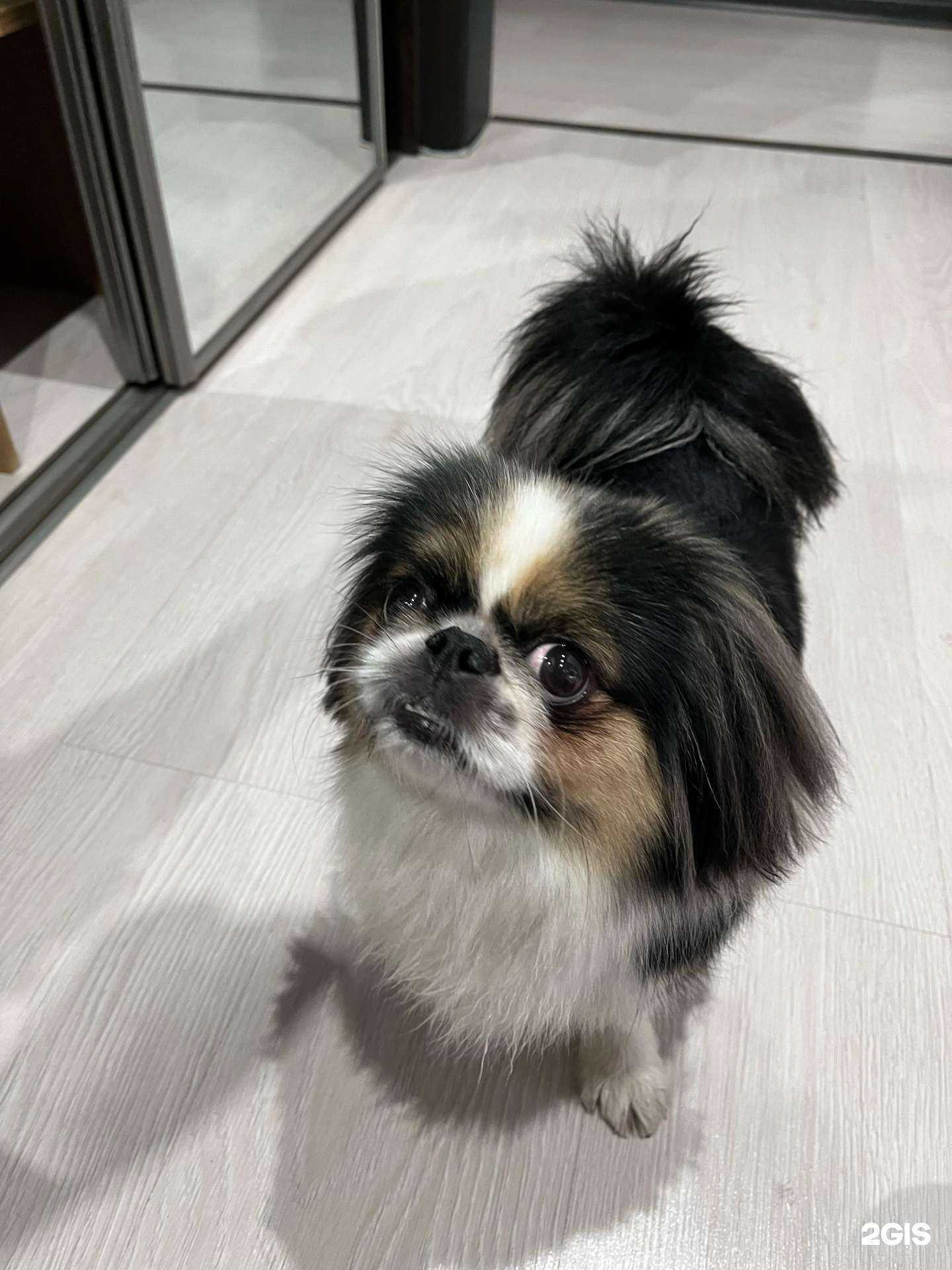 Отзывы на компанию Альфа вет в Кемерове c фото