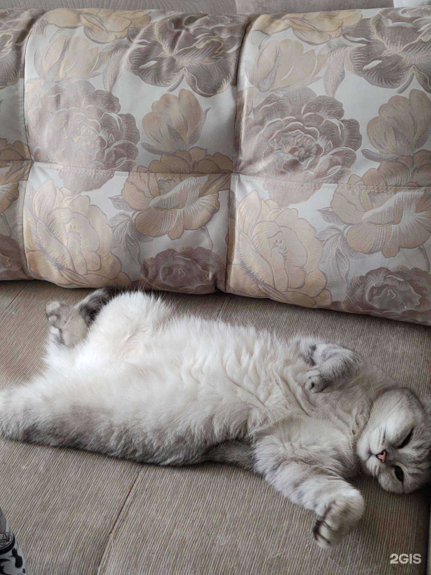 Отзывы на компанию Мастерская грумера в Ижевске c фото