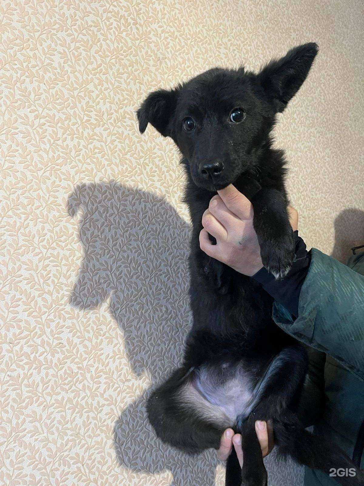 Отзывы на компанию Ивановский городской общественный фонд по спасению животных в г. Иваново c фото