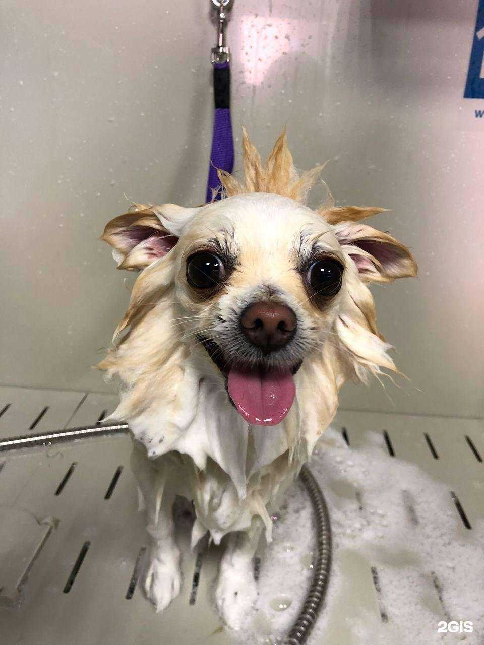 Отзывы на компанию Groom Lab в г. Новосибирск c фото