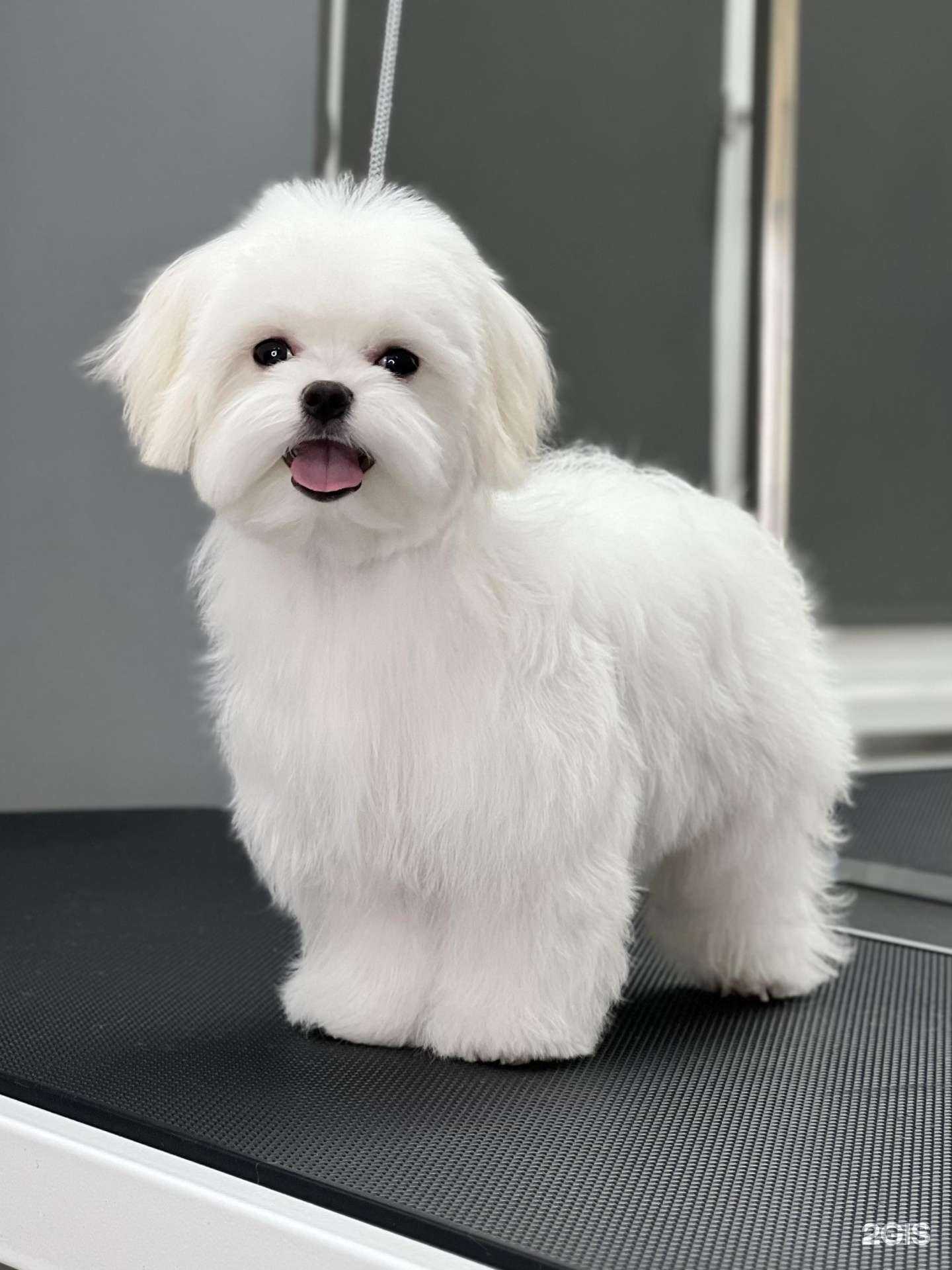 Отзывы на компанию Котёнок Гав в г. Новосибирск c фото