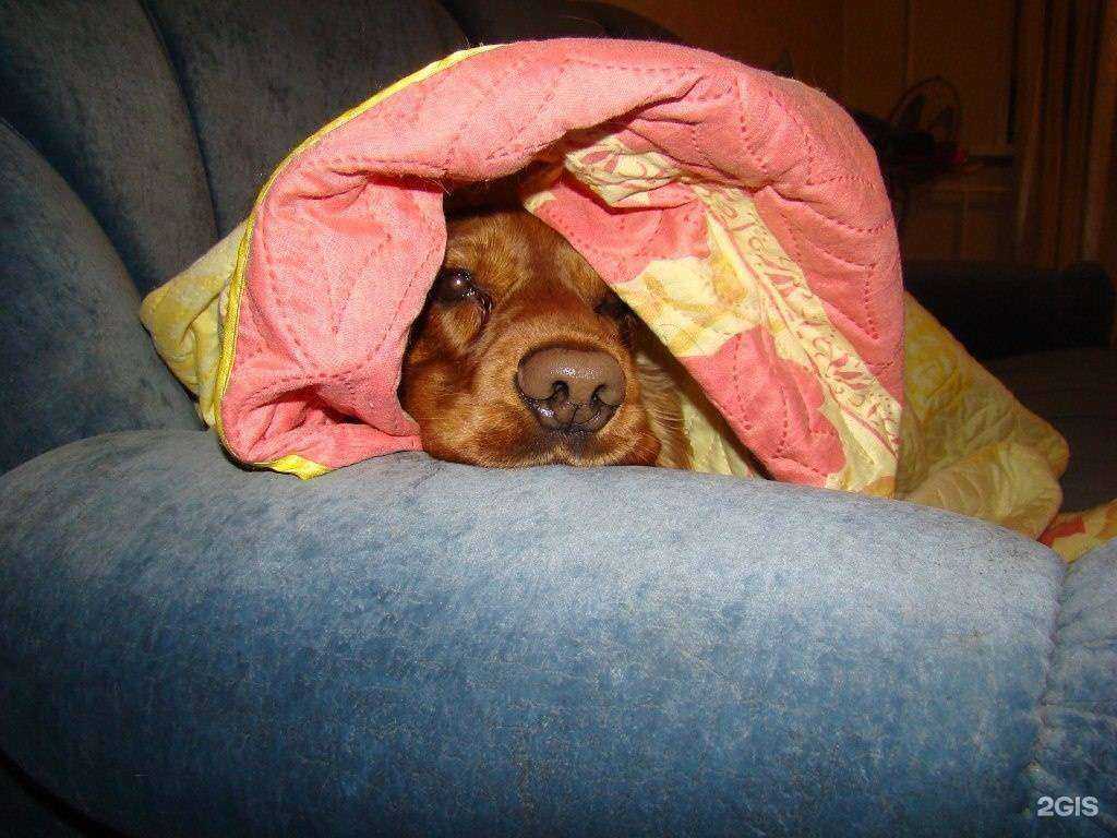 Отзывы на компанию Ветеринарная клиника Дроздова в г. Тольятти c фото