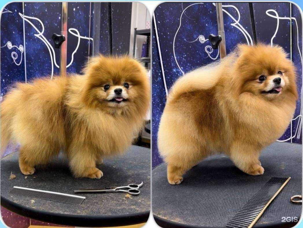 Отзывы на компанию Фабрика груминга в Самаре c фото