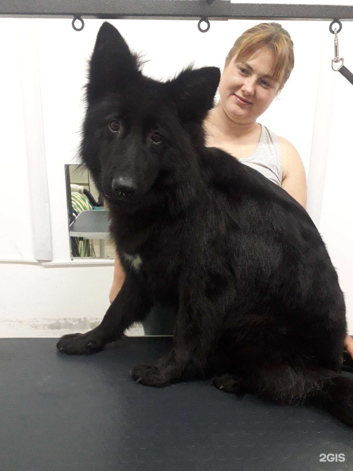 Отзывы на компанию Чистая моська в Иркутске c фото