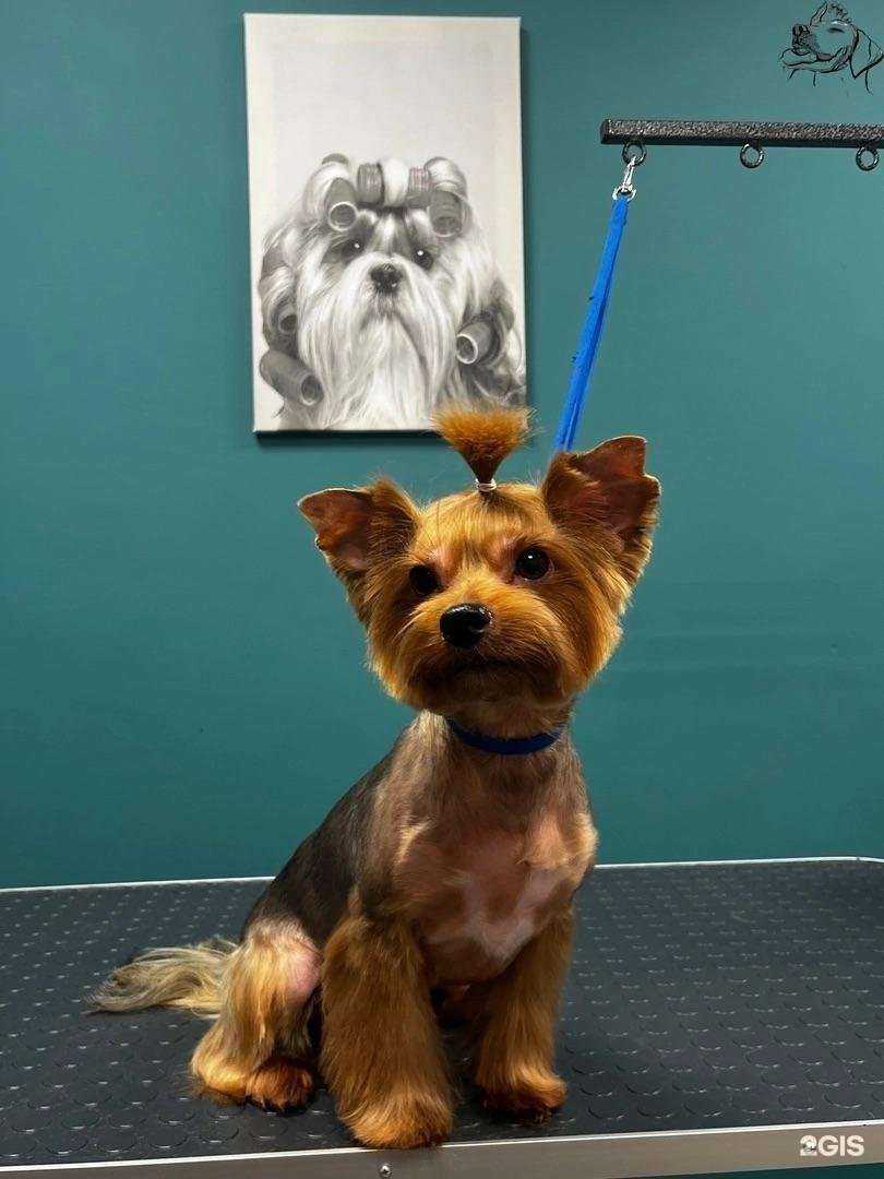 Отзывы на компанию ЗООМОЛЛ в Архангельске c фото