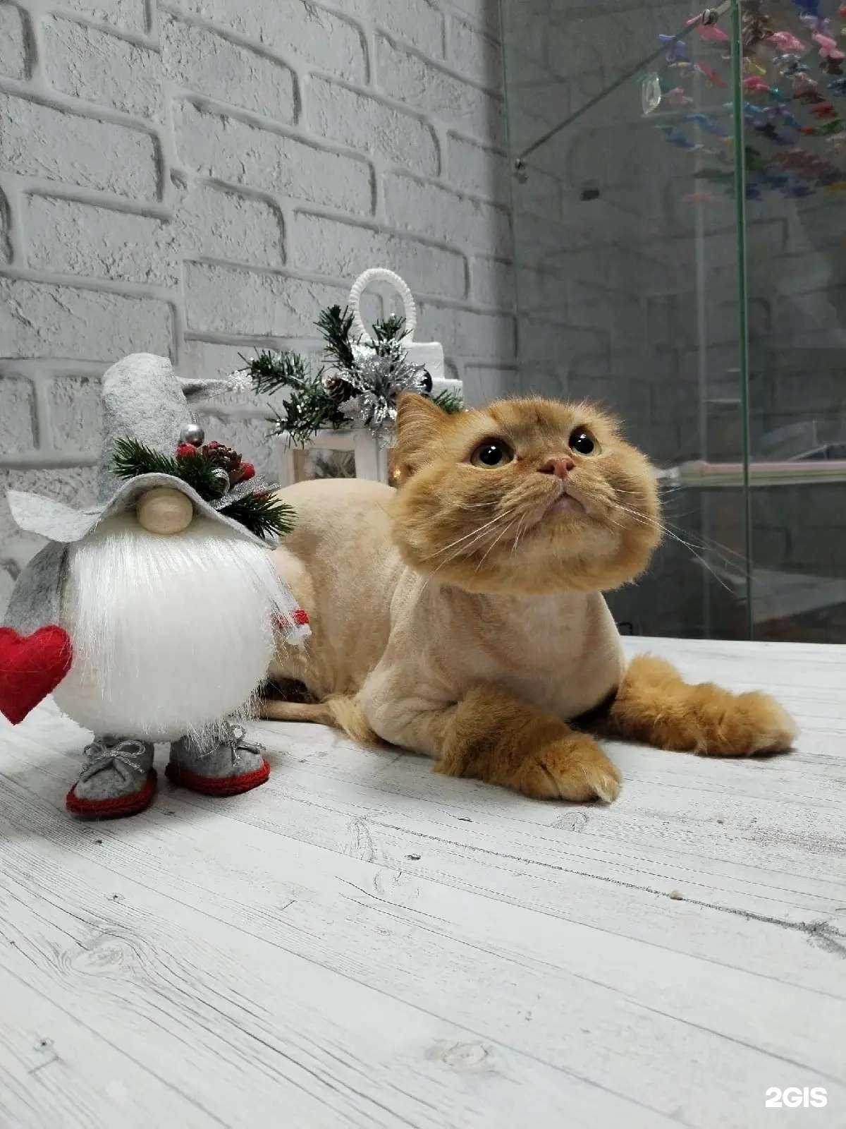 Отзывы на компанию Мое Собачье Дело в Нижнем Тагиле c фото