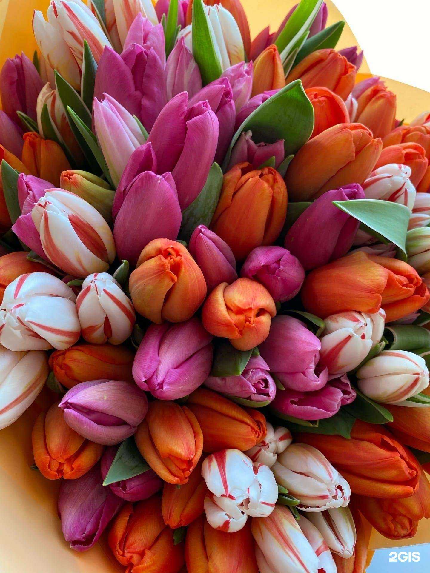 Отзывы на компанию Тюльпан Курган в Кургане c фото