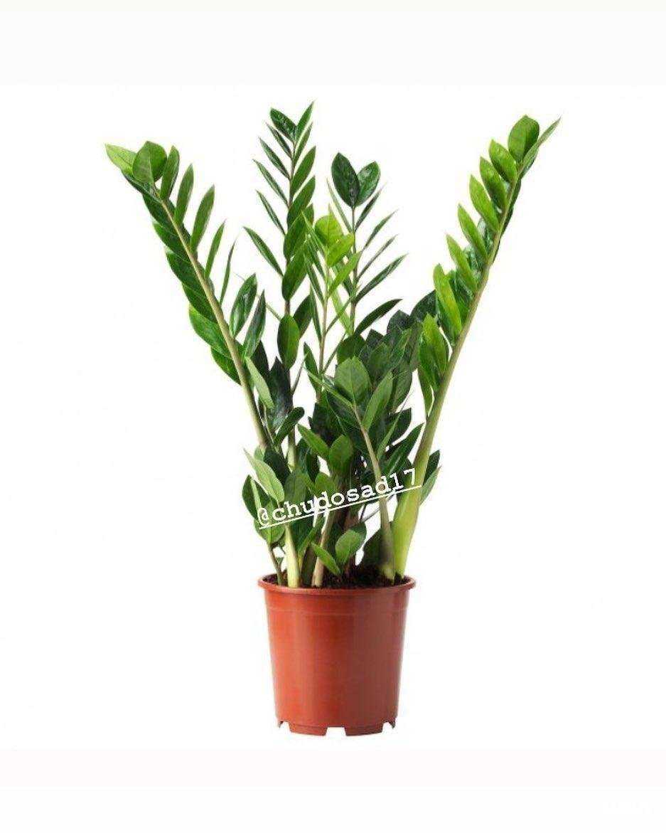 Отзывы на компанию ЧудоСад в Набережных Челнах c фото