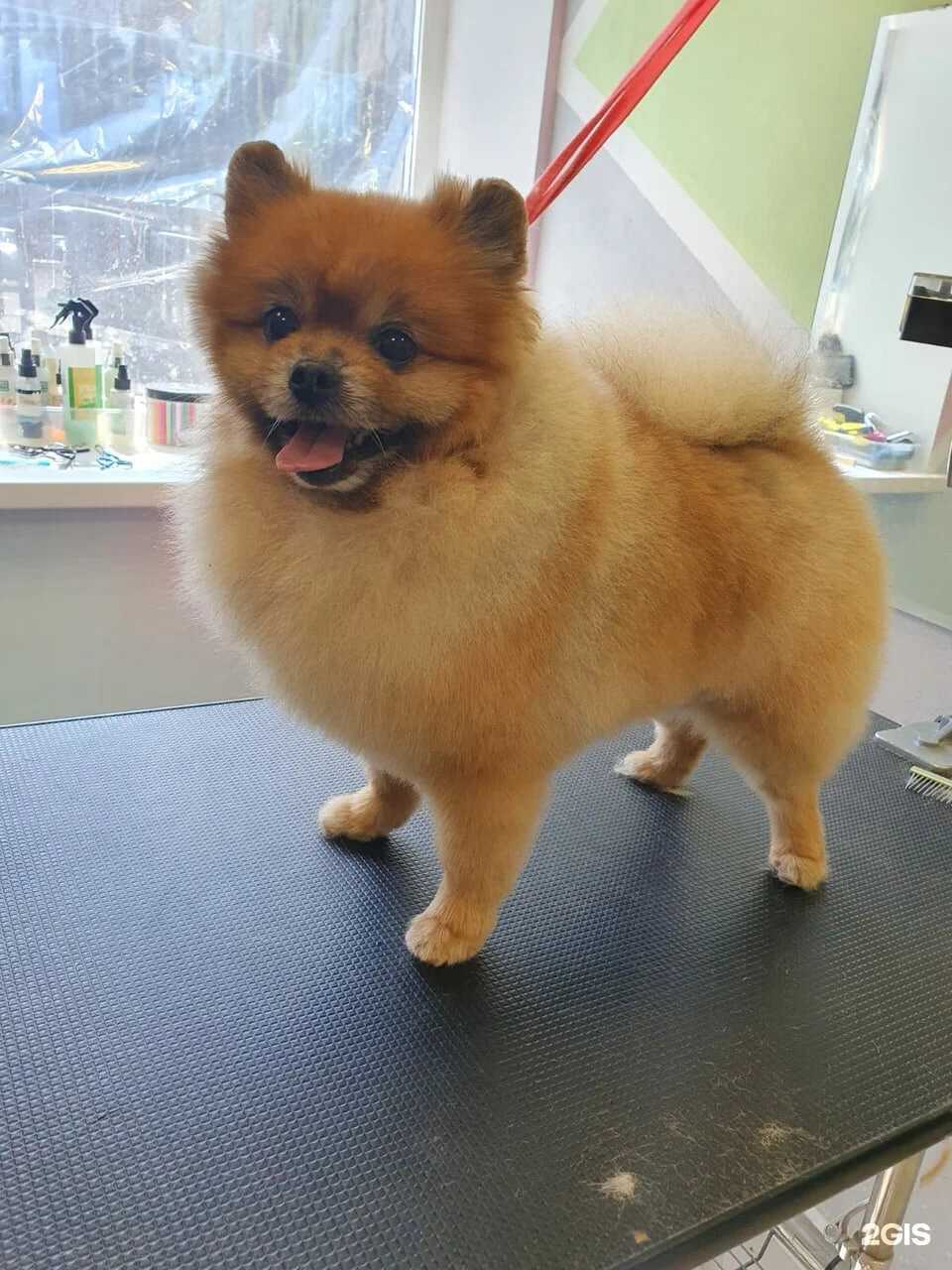 Отзывы на компанию VIP dog в г. Сергиев Посад c фото