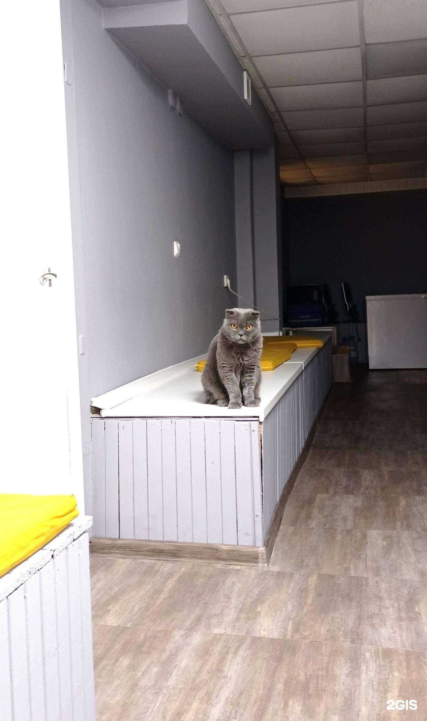 Отзывы на компанию Ветеринарная клиника Дарьи Суховой в г. Тюмень c фото