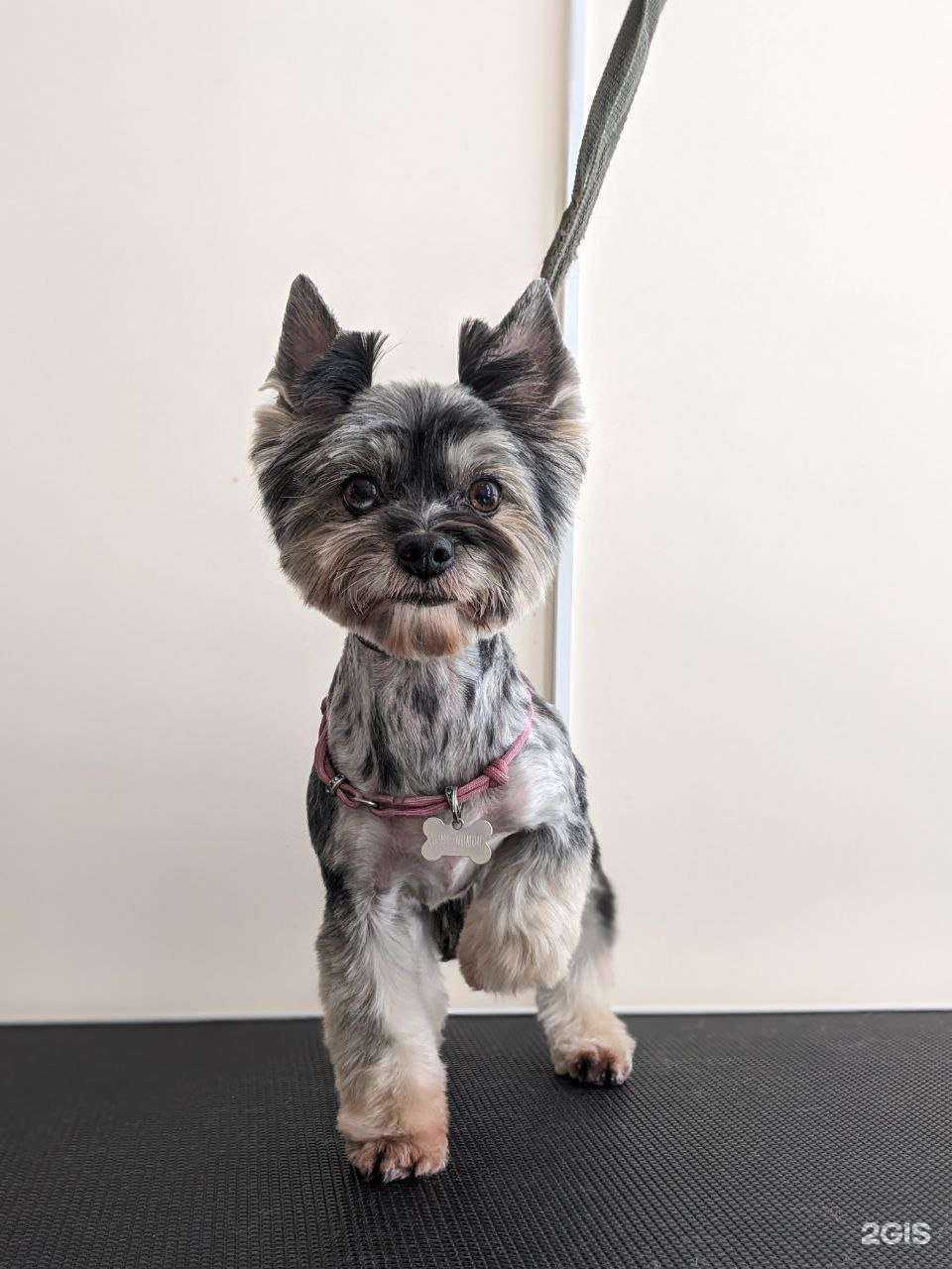 Отзывы на компанию Spa for Dogs в г. Коммунарка c фото