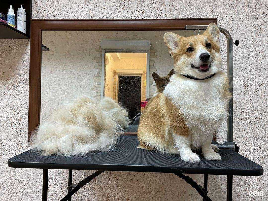 Отзывы на компанию Мистер Лапка в Краснодаре c фото