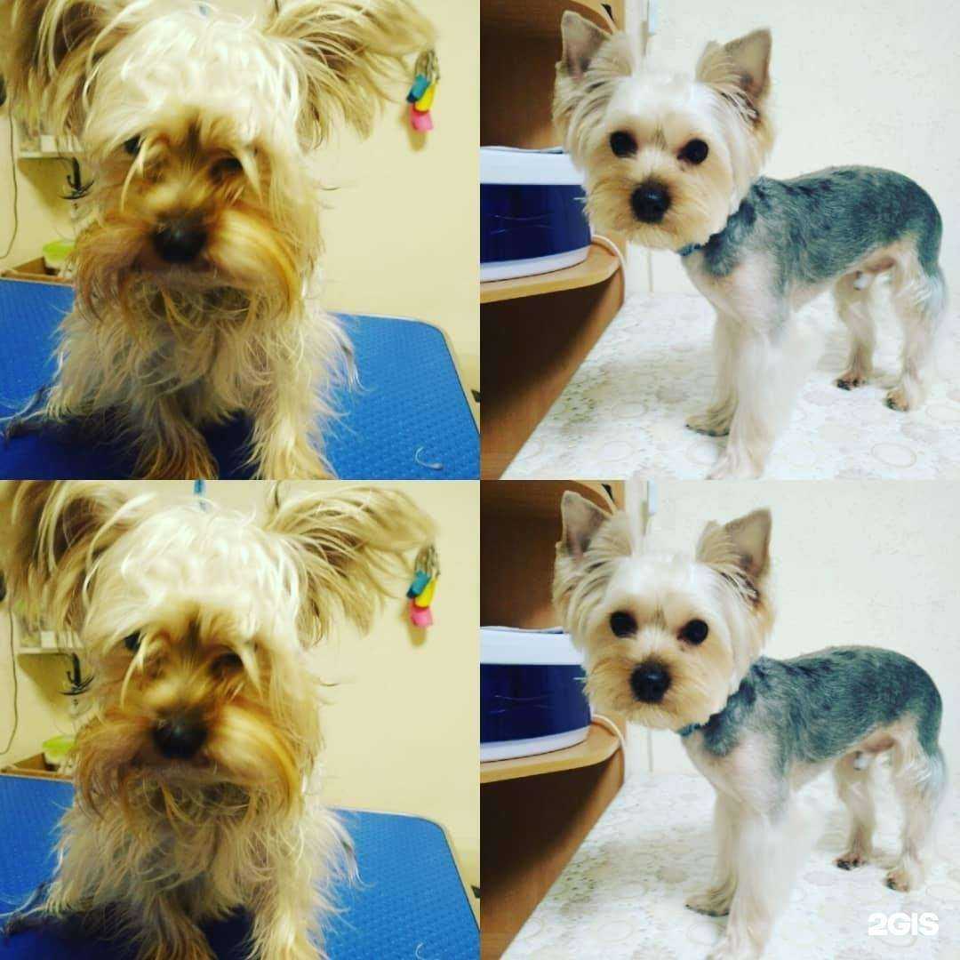 Отзывы на компанию Йорик Жорик в Подольске c фото