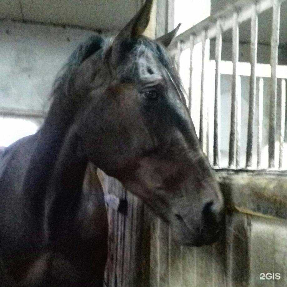 Отзывы на компанию Верховая езда в Архангельске c фото