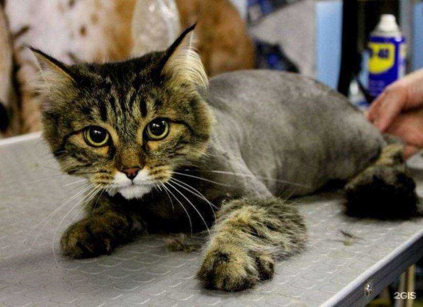 Отзывы на компанию Мандарин Плюс в г. Ижевск c фото