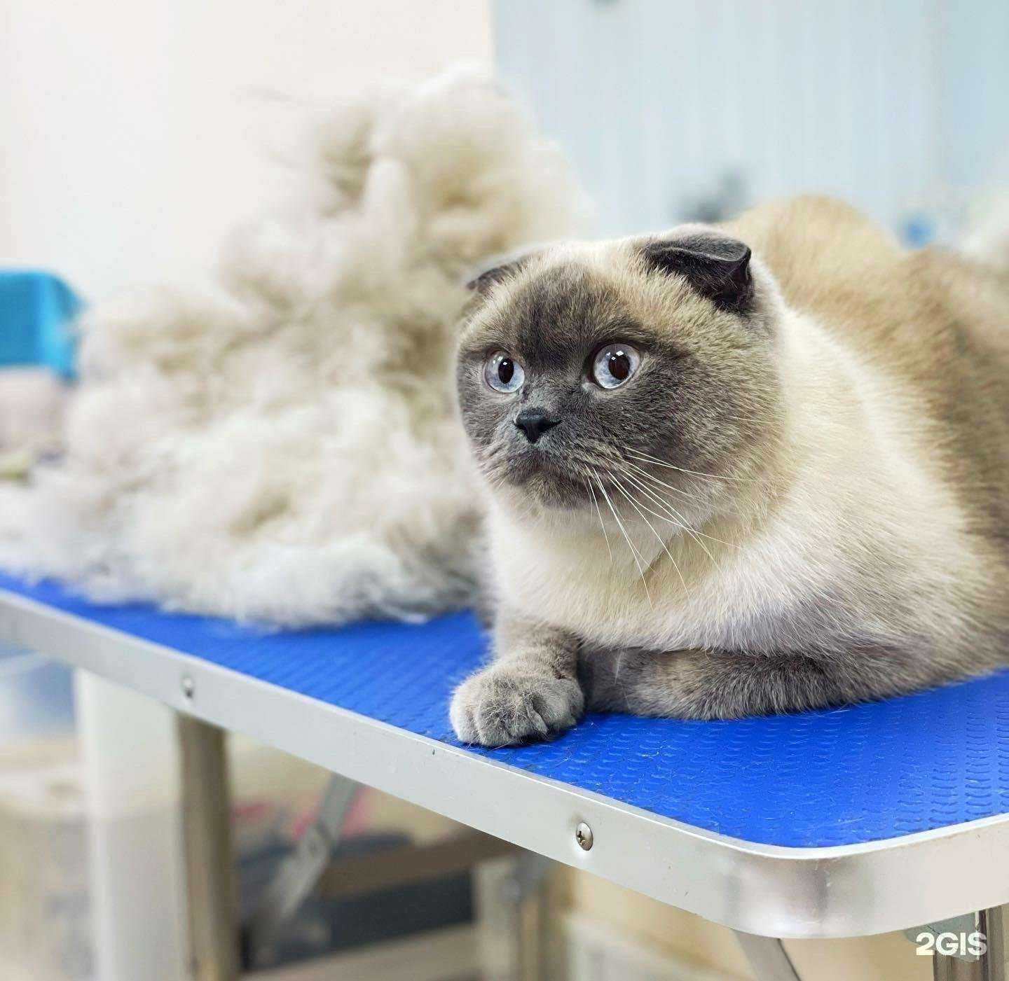 Отзывы на компанию Animal Beauty Centre в Ставрополе c фото