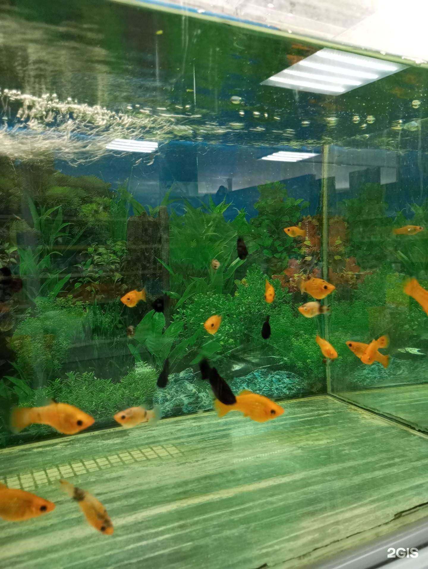 Отзывы на компанию Рыбка в г. Находка c фото