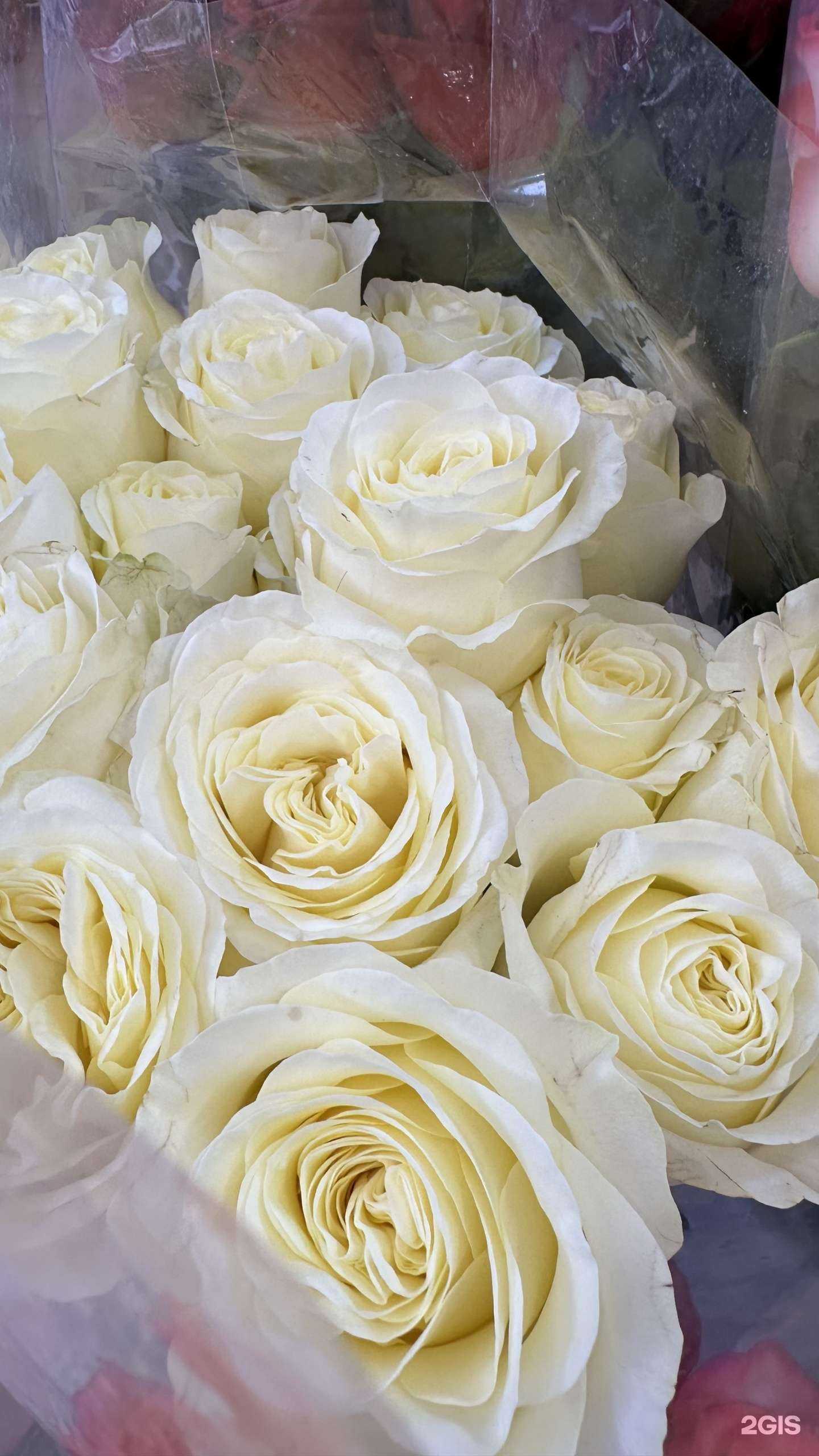 Отзывы на компанию Amelie в Екатеринбурге c фото