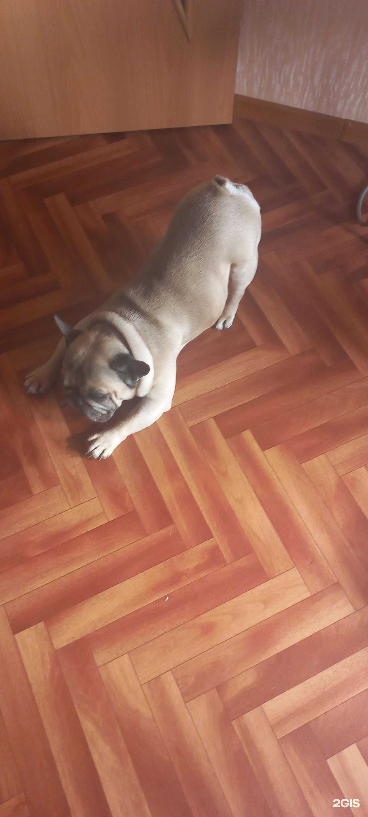 Отзывы на компанию Участковая ветеринарная лечебница Московская в Краснодаре c фото