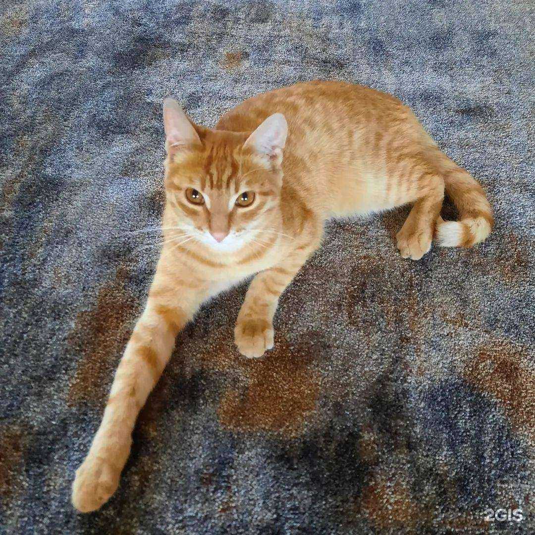 Отзывы на компанию Мир ковролина в Уфе c фото