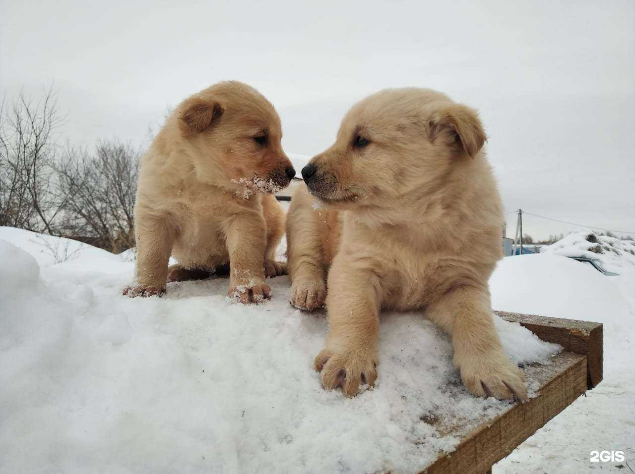 Отзывы на компанию Южный в Кемерове c фото