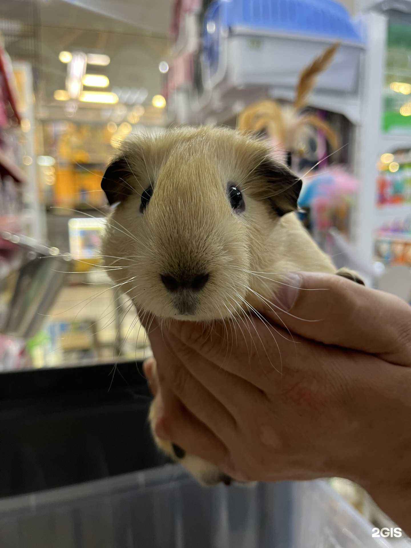 Отзывы на компанию Сытый зверь в Армавире c фото