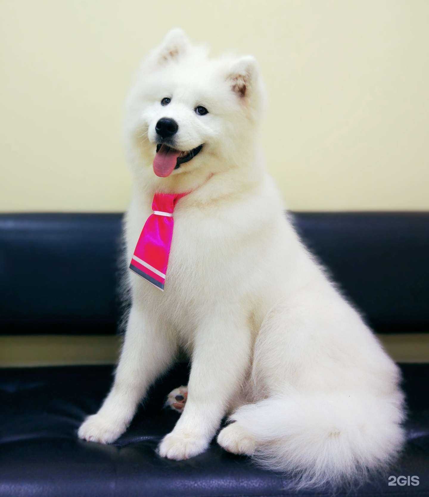 Отзывы на компанию Мастер Собакин в г. Дубна c фото