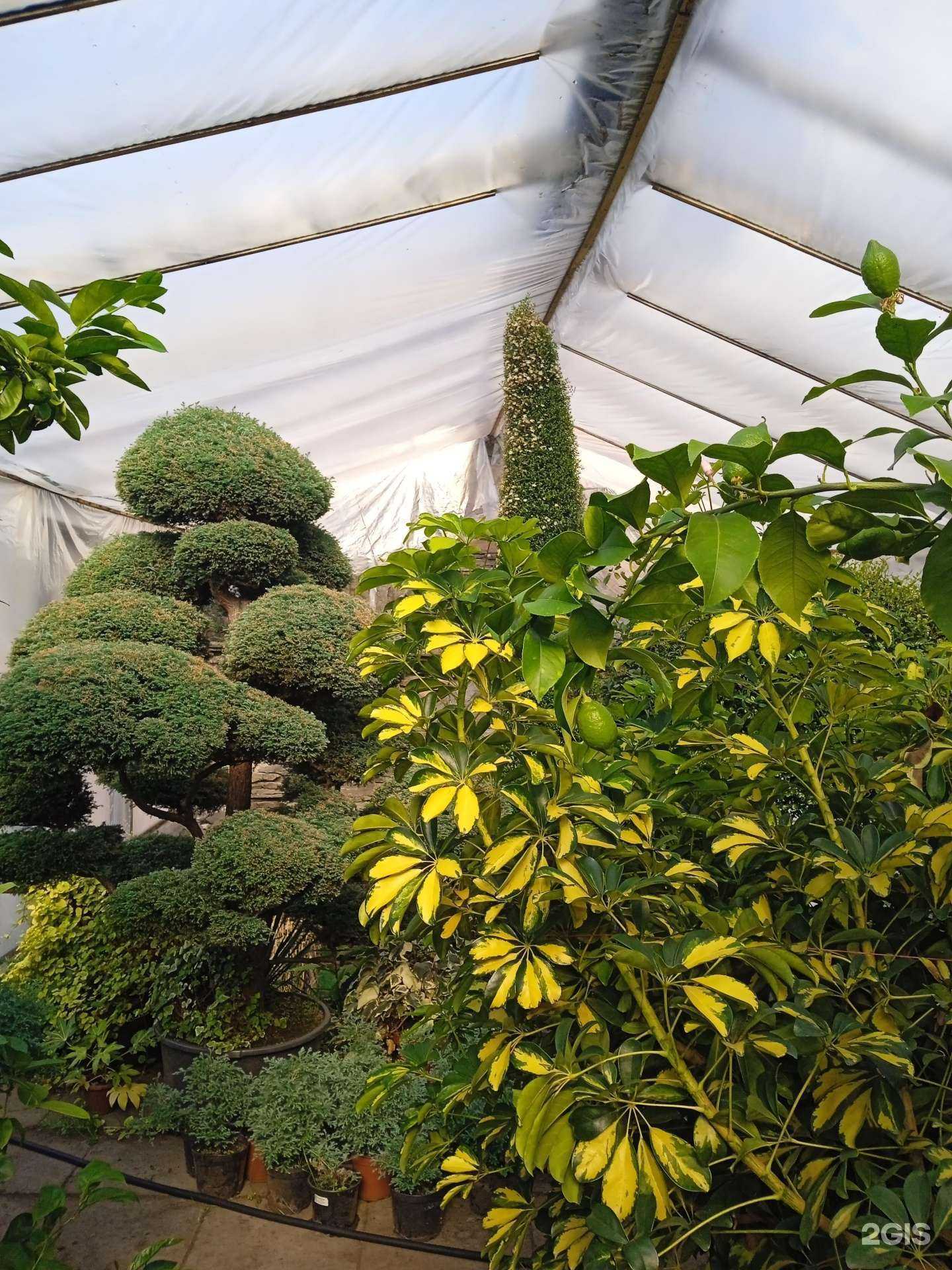 Отзывы на компанию Байкал флора в Иркутске c фото