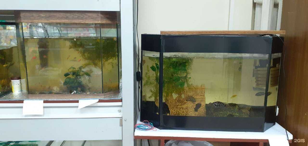 Отзывы на компанию Зоорай в г. Красноярск c фото