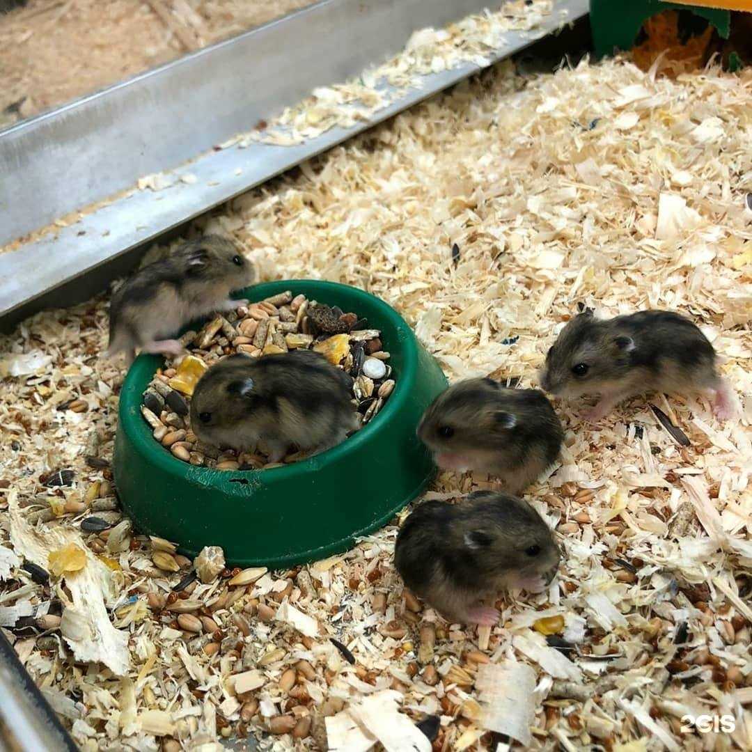 Отзывы на компанию Зоолог в Великом Новгороде c фото