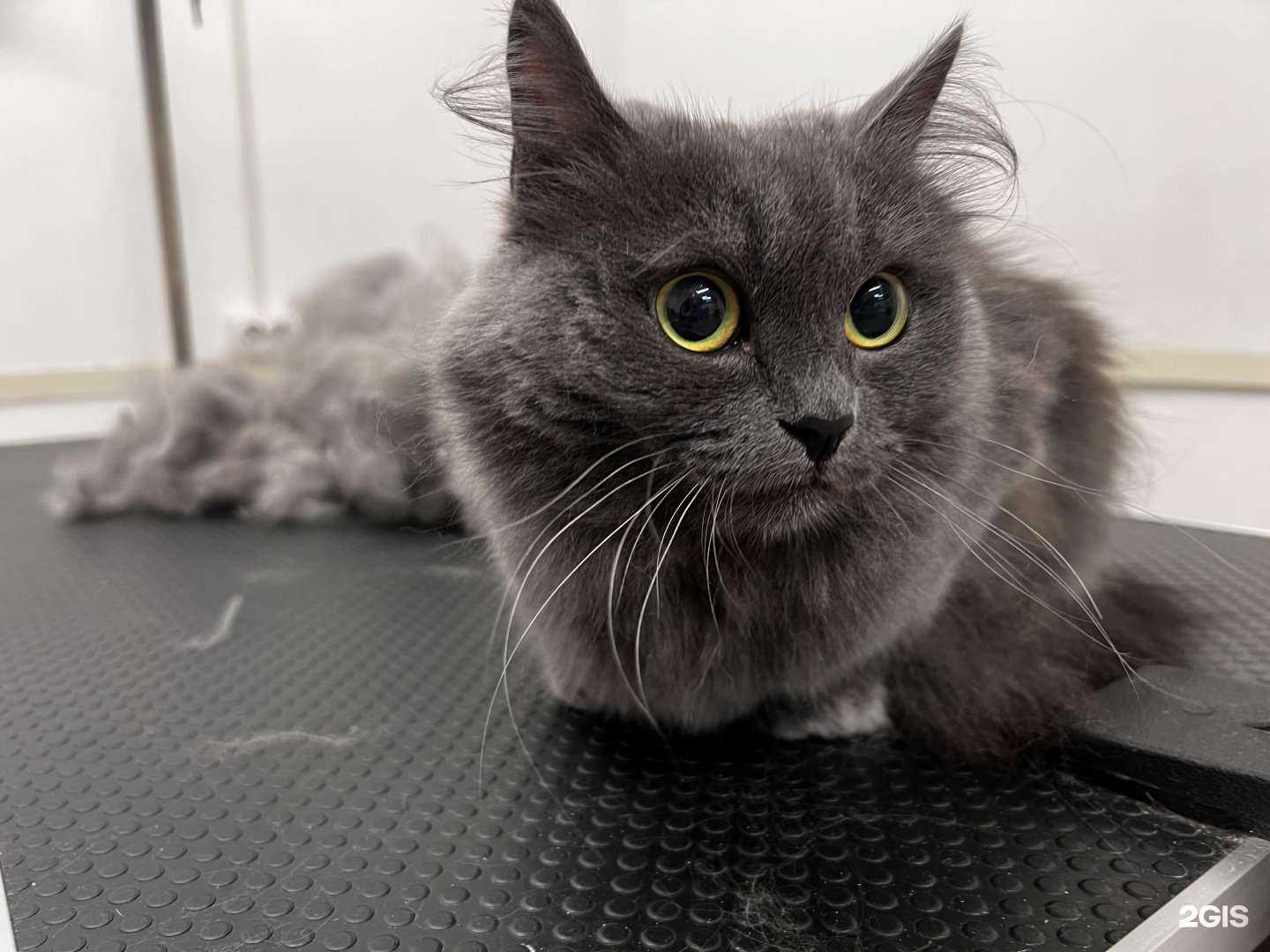 Отзывы на компанию GroomingArt в Краснодаре c фото