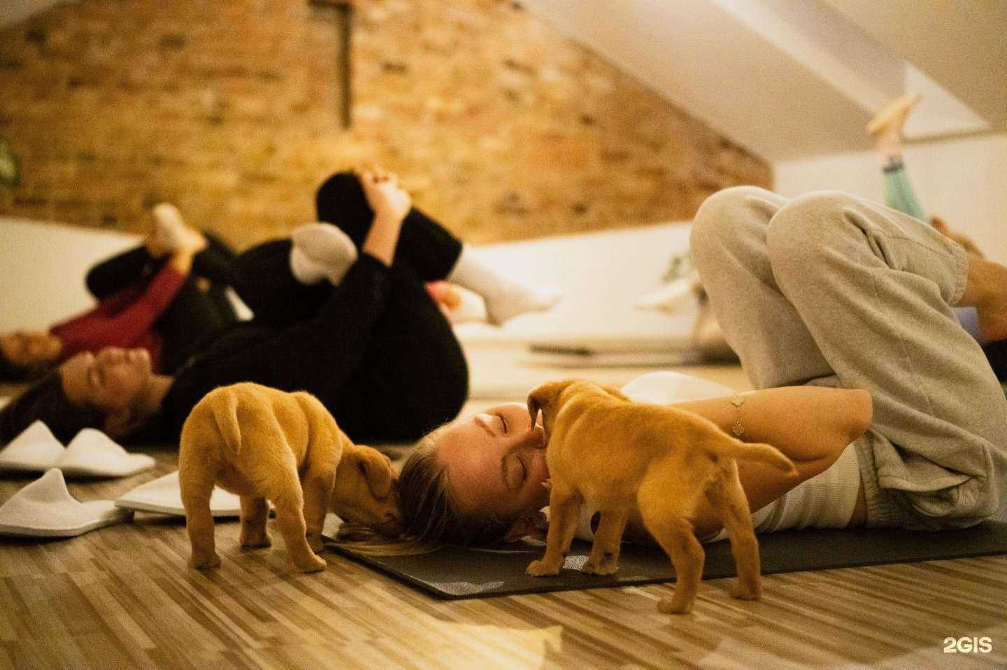 Отзывы на компанию Doggy yogi в Чебоксарах c фото