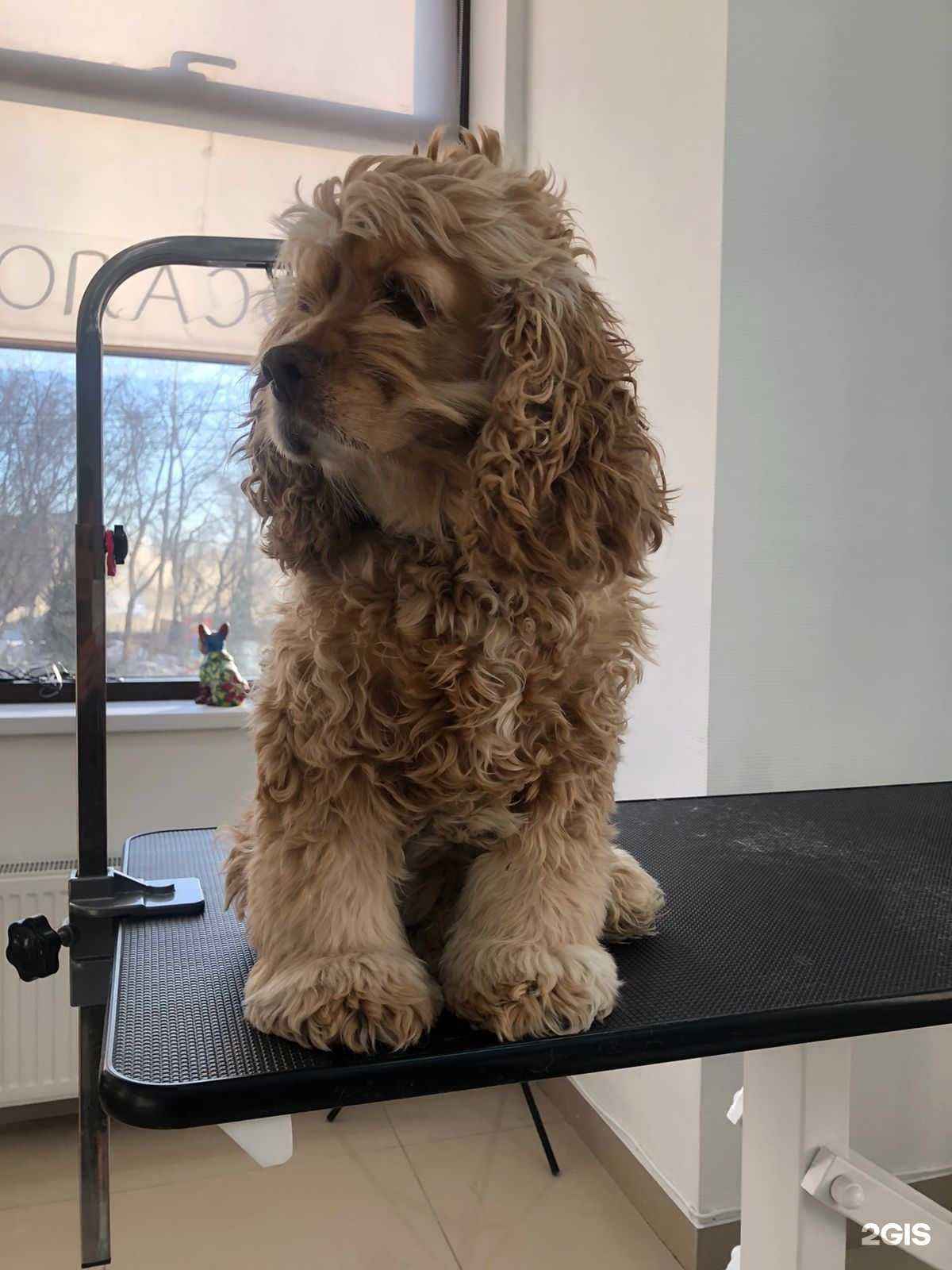 Отзывы на компанию Groominn в Новосибирске c фото