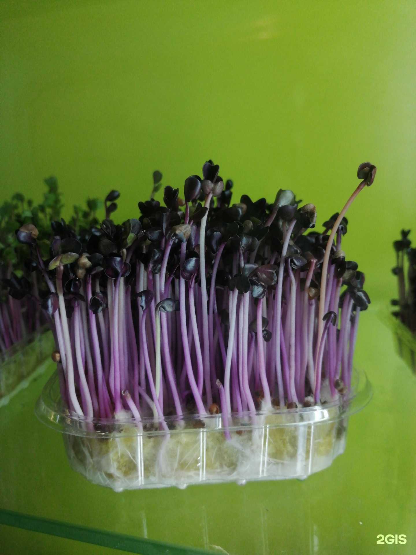 Отзывы на компанию Green_ma_22 в Бийске c фото