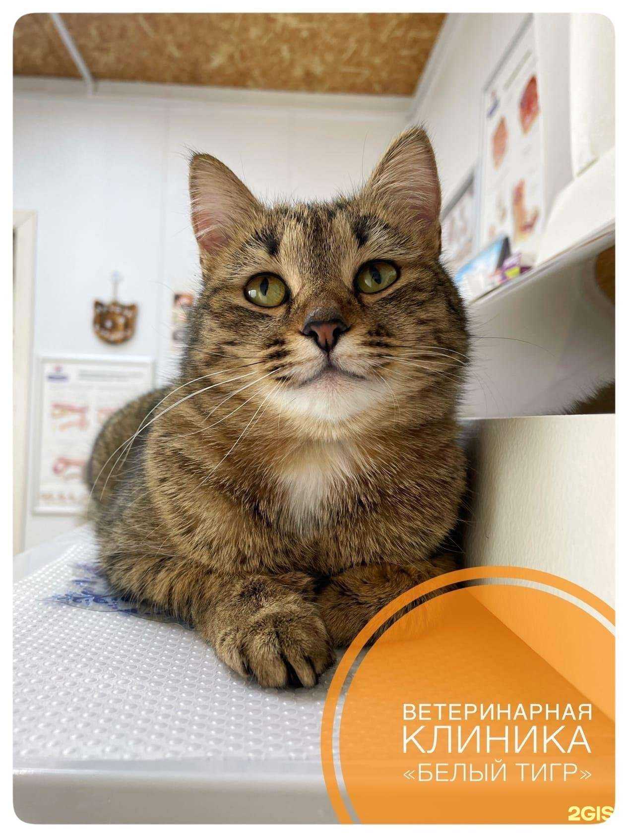 Отзывы на компанию Белый тигр в г. Новосибирск c фото