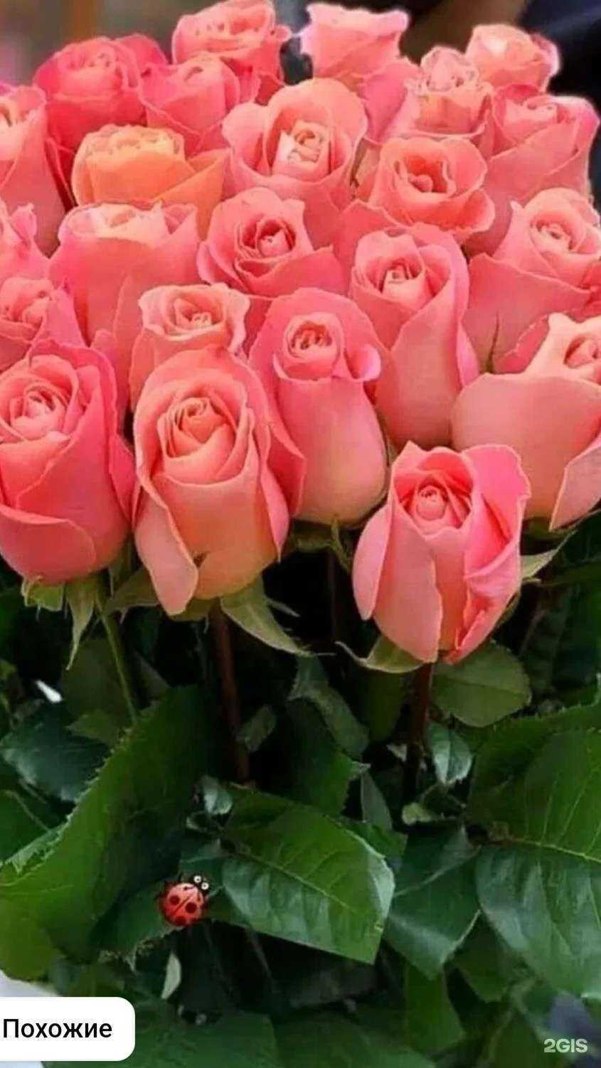 Отзывы на компанию Премиум центр в Астрахани c фото