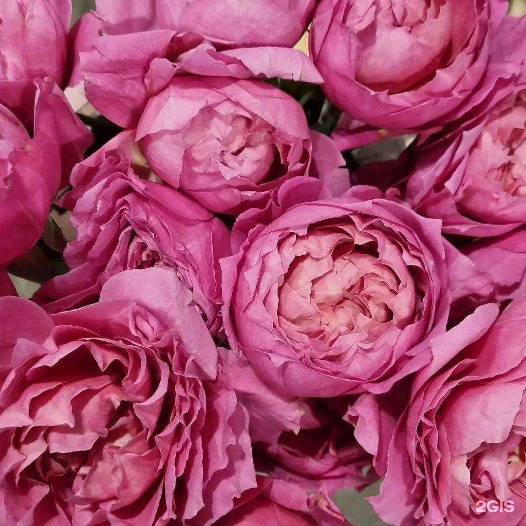 Отзывы на компанию Плантком в г. Вологда c фото