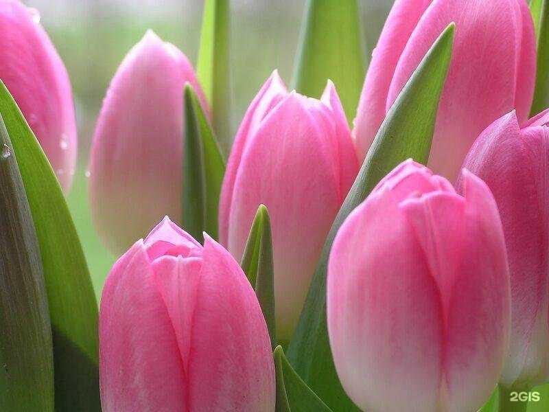 Отзывы на компанию Дорфлот в г. Сургут c фото