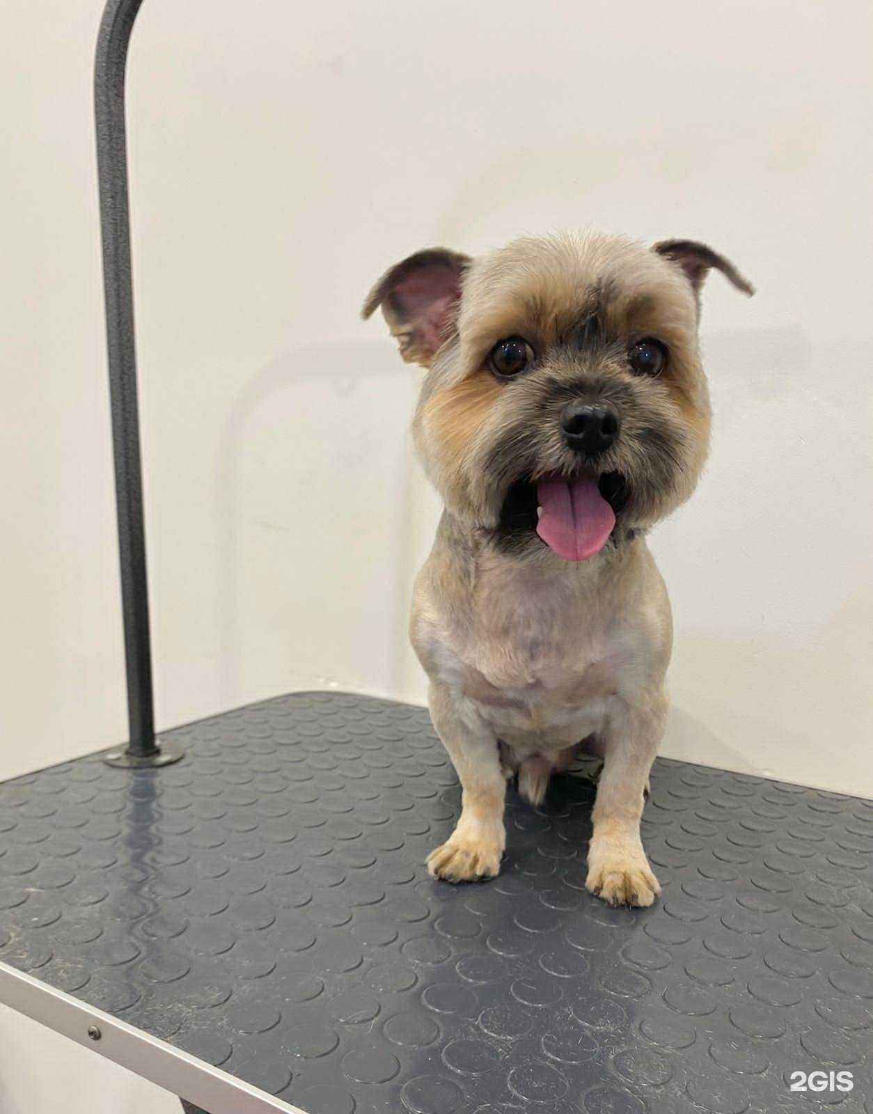 Отзывы на компанию Кениг грум в г. Калининград c фото