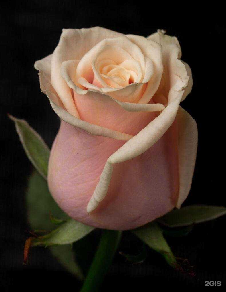 Отзывы на компанию Феникс в Александрове c фото