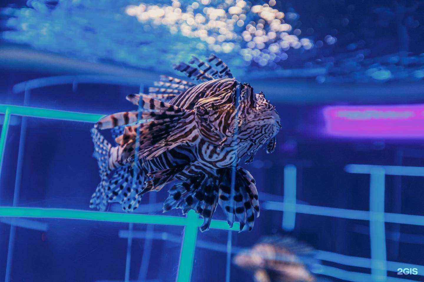 Отзывы на компанию Дельфиния в Новосибирске c фото