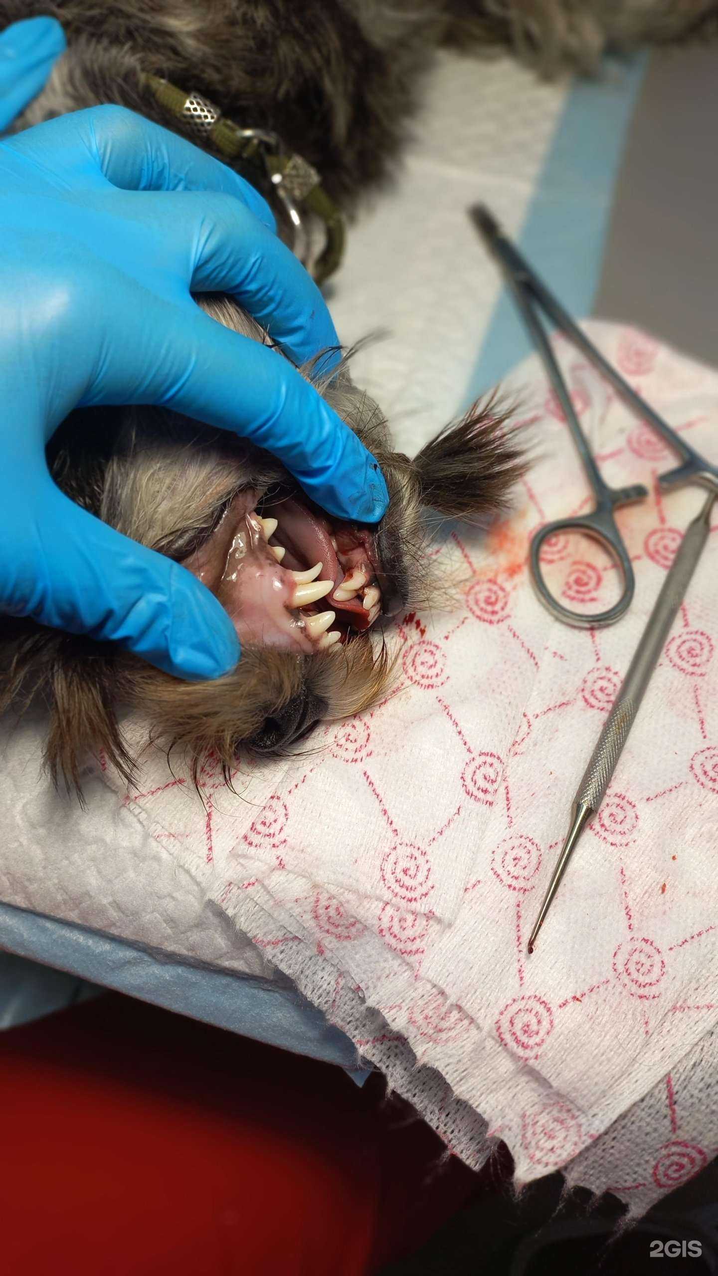 Отзывы на компанию Рицца в Абакане c фото