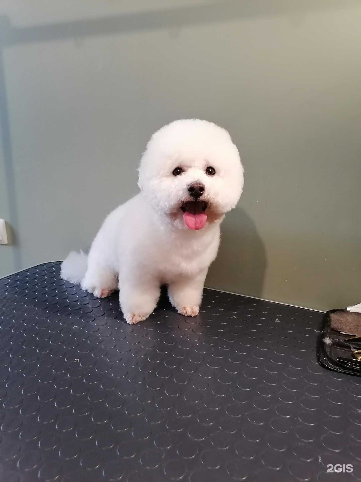 Отзывы на компанию Догиня в г. Новосибирск c фото