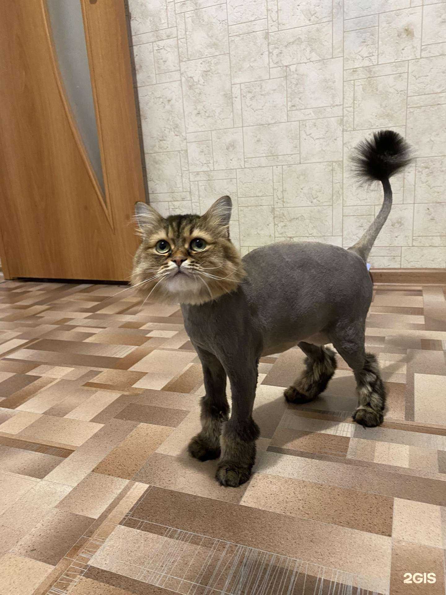 Отзывы на компанию Grooming studio в г. Томск c фото