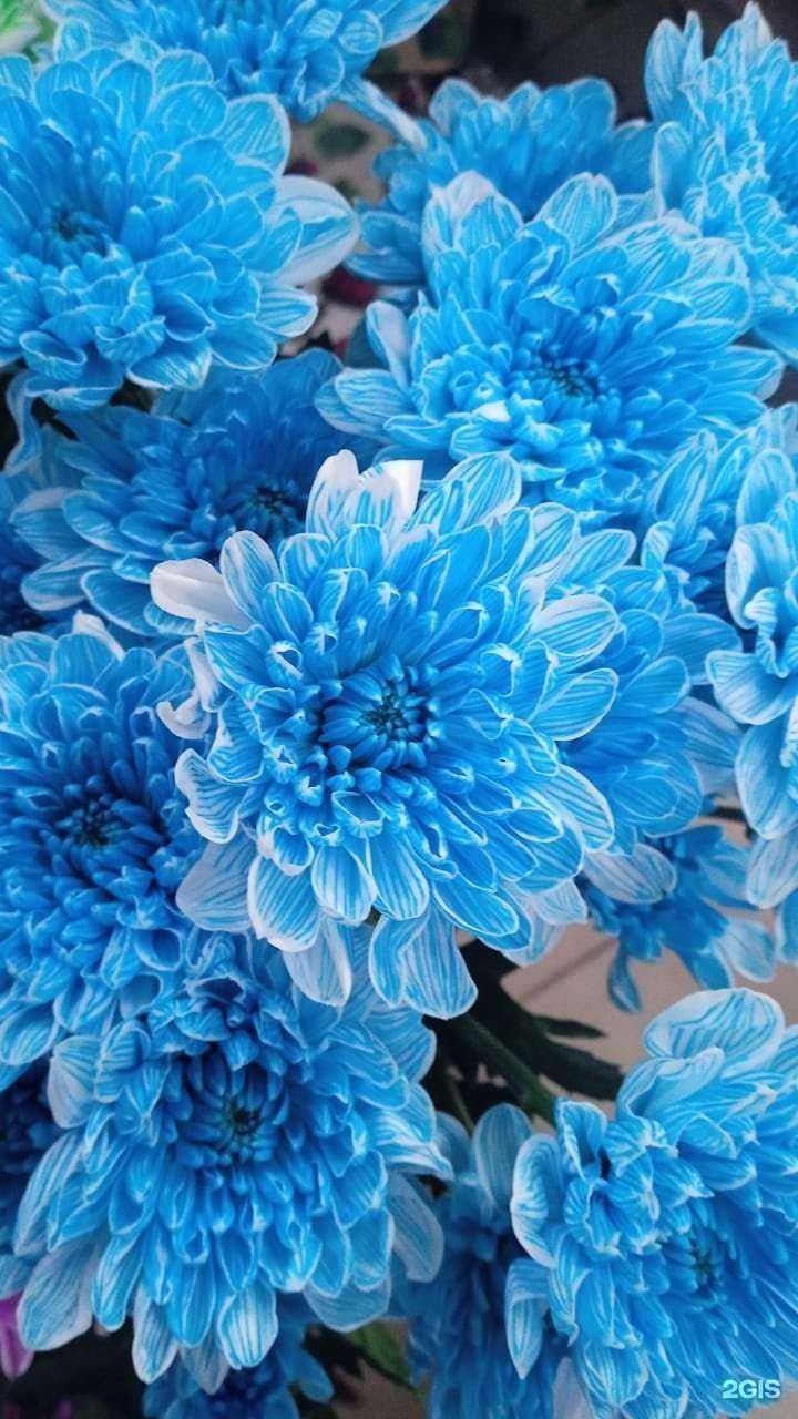 Отзывы на компанию Цветочный рай в Чите c фото